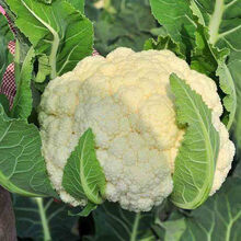 白菜花品牌及商品 京东