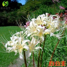 红色曼珠沙华品牌及商品 京东