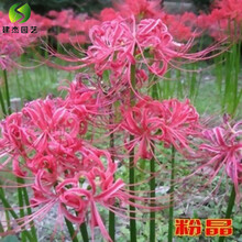 红色曼珠沙华品牌及商品 京东