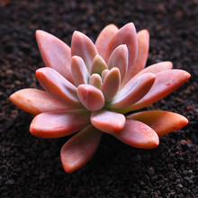 多肉秋丽品牌及商品 京东