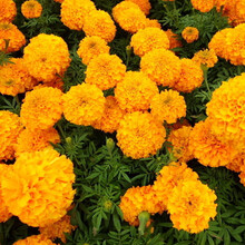 孔雀草新款 孔雀草21年新款 京东