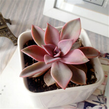 多肉植物初恋品牌及商品 京东