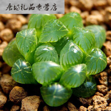 水晶多肉植物图片 京东