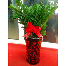 盆景之美品牌及商品 京东