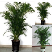 盆景之美品牌及商品 京东