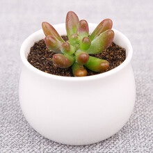 八千代多肉植物图片 京东