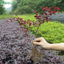 红继木价格报价行情 京东