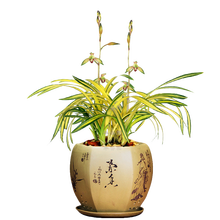 吉祥盆栽型号规格 京东 吉祥盆栽型号规格 京东