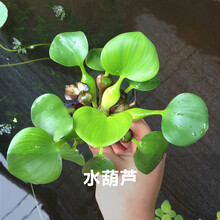 盆栽养鱼价格报价行情 京东