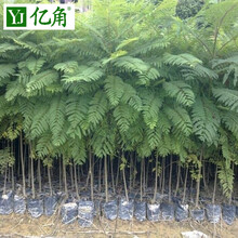 珍贵树木新款 珍贵树木年新款 京东 珍贵树木新款 珍贵树木年新款 京东