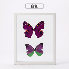 蝴蝶标本相框图片 京东