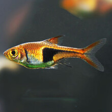 三角灯鱼】新款_三角灯鱼2019年新款- 京东