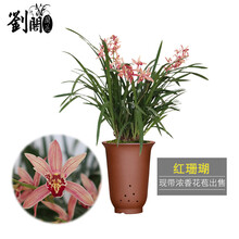 兰花洋兰价格图片精选 京东