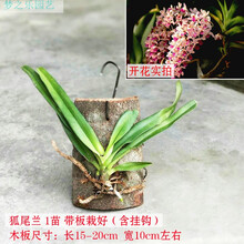 狐尾兰价格报价行情 京东