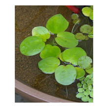 虾缸水草价格报价行情 京东