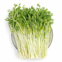 豆苗菜】价格_豆苗菜报价行情_多少钱- 京东