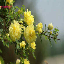 夏季花种价格报价行情 京东