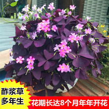 紫叶酢浆草型号规格 京东
