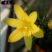 球根花卉价格报价行情 京东