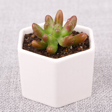 八千代多肉植物价格报价行情 京东