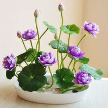 B彼岸花怎么样 京东