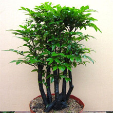 花草植物黑檀价格报价行情 京东