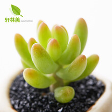 多肉植物八千代图片 京东