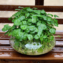草植物图片 京东 草植物图片 京东