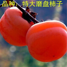 柿子木树苗新款 柿子木树苗21年新款 京东