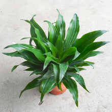 万年青植物图片 京东 万年青植物图片 京东