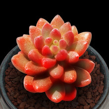 多肉赤豆型号规格 京东