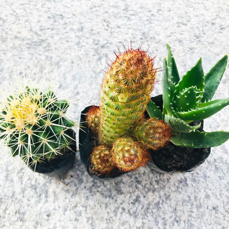 网站营销推广廴金手指花总 京东