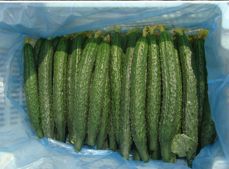 刺黄瓜 青瓜 约250g/份