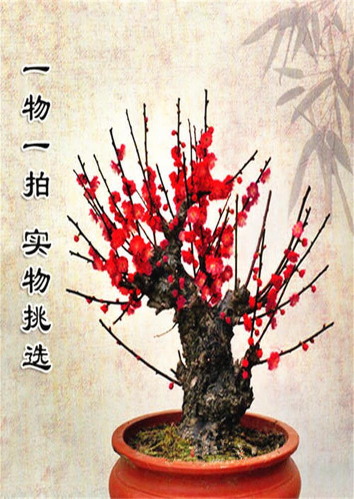 树苗白梅骨里红乌梅绿梅朱砂梅室内绿植盆栽z5 红梅 4年苗 造型老桩