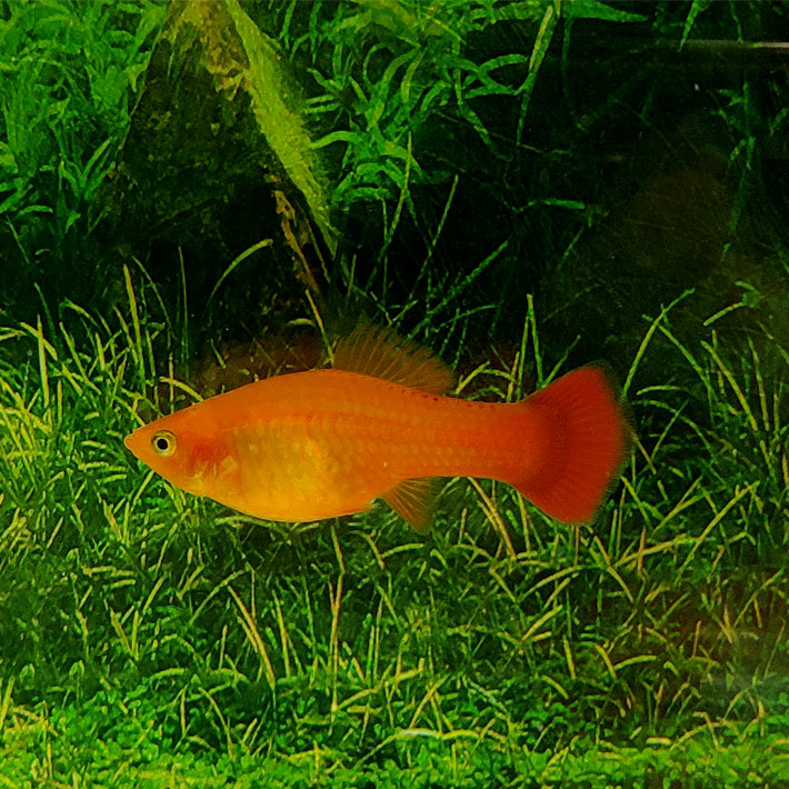 观赏鱼凤尾鱼鱼苗胎生鱼下崽鱼繁殖鱼玛丽鱼金牡丹玛丽2对4条装23cm