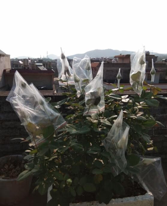 月季套袋防蓟马不错的治蓟马办法