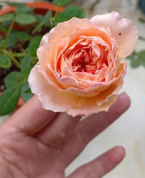 南方高温湿热,红蜘蛛最爱 干燥也逃不过红蜘蛛的摧残