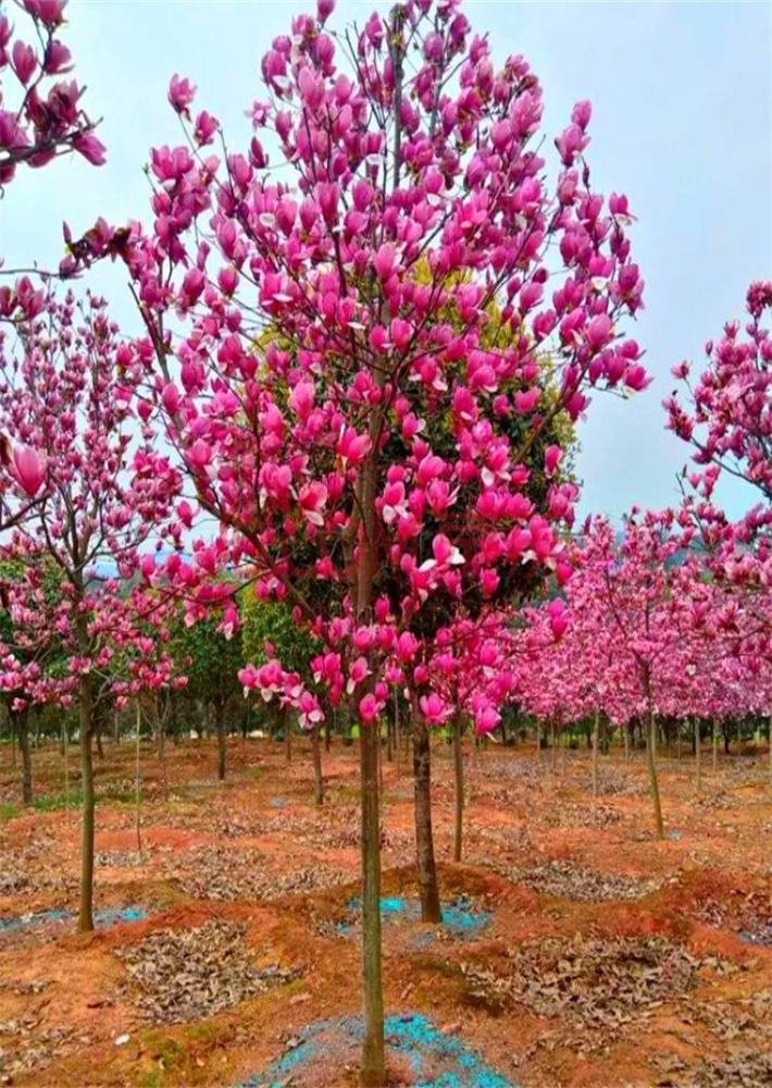 白玉兰花紫玉兰 耐冻庭院风景树z1 娇红一号玉兰1