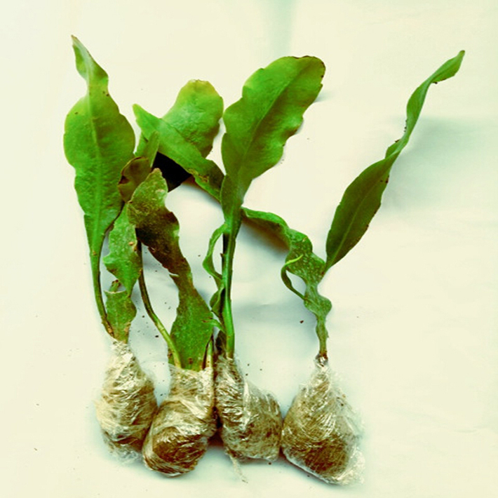 春枝韵昙花花苗带根盆栽植物室内花卉 月下美人昙花一现 1棵高15-20cm