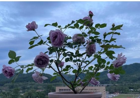 蓝宝石爽空蒙蓝色阴雨蓝色风暴蓝暴适合北方空蒙南方