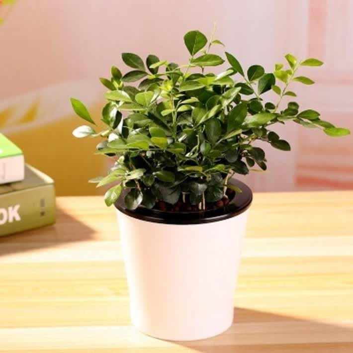 奢花九里香盆栽盆景树桩室内桌面观赏绿植花卉 浓香植物办公室吸甲醛