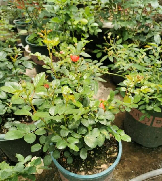 香奈儿更红一点,花瓣也厚一点,花瓣质感看起来硬一点