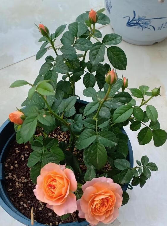 南方高温湿热,红蜘蛛最爱 干燥也逃不过红蜘蛛的摧残