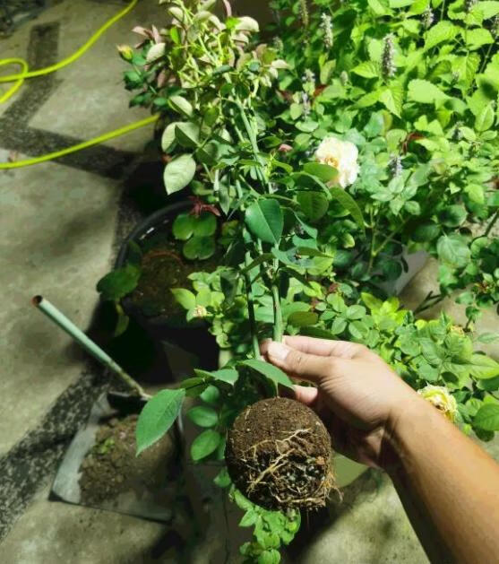 月季高压繁殖枝条的选择有什么讲究吗?