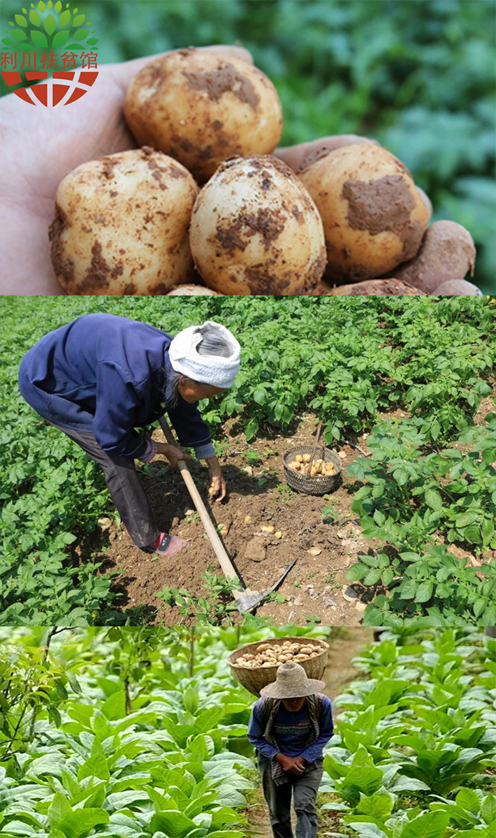 【利川扶贫馆】利川马尔科小土豆 老品种 黄心洋芋马铃薯 1kg