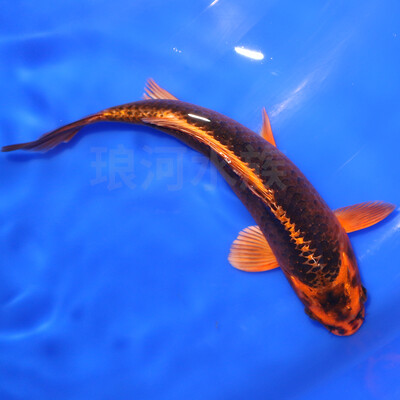 琅河水族 锦鲤鱼活体冷水观赏鱼多品类精选 松叶 16-18cm 限量  份