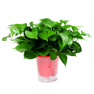 新房除甲醛绿萝 水培绿萝 带盆栽好 红盆自吸水盆 红盆吸水盆绿萝