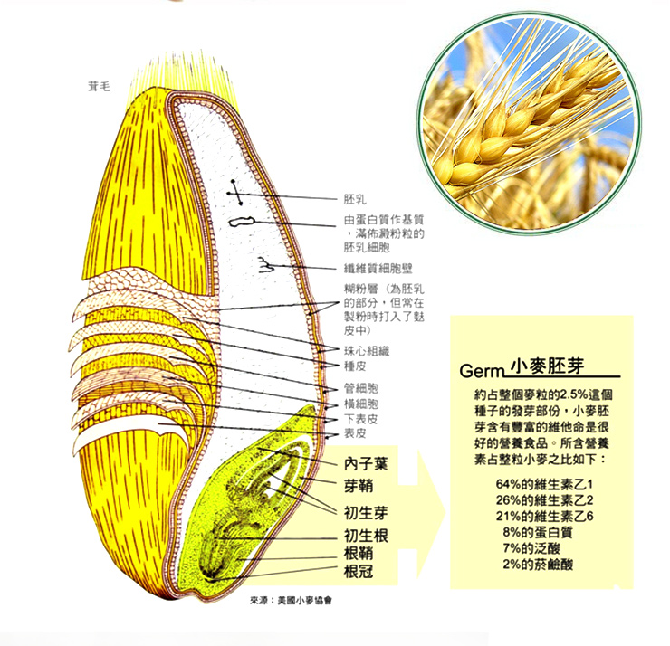麦穗的基本构造示意图图片
