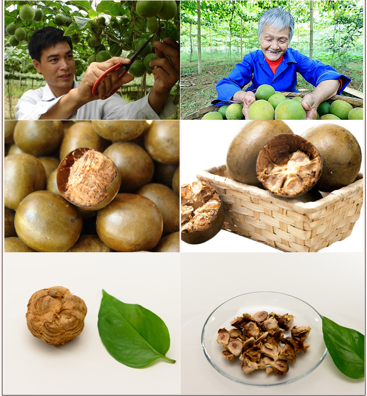 广西桂林永福特产罗汉果一个 罗汉果茶特大果直径55mm—60mm