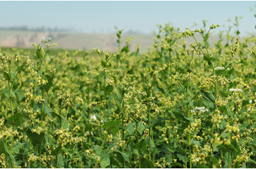 黑苦荞米 正宗雁门清高纯天然有机无糖黑苦荞香米586g*3袋